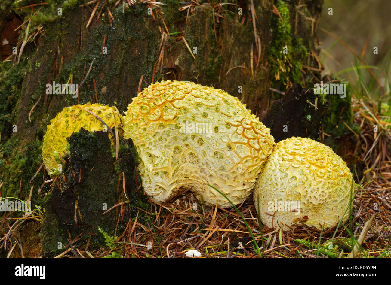 Three Common earthballs or Puffballs at the foot of a rotting tree trunk Stock Photo