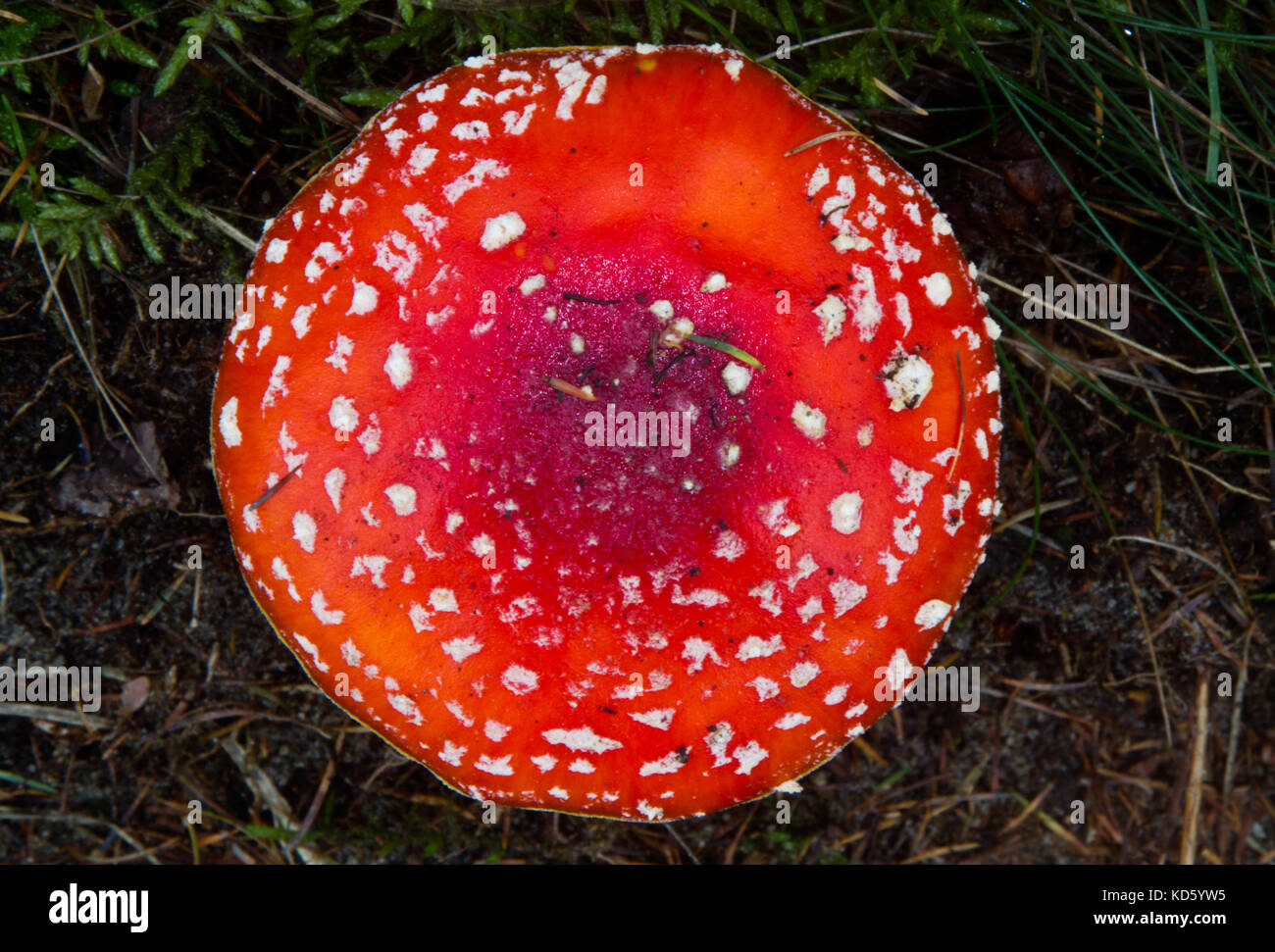 The white dotted red cap of a Fly agaric mushroom Stock Photo