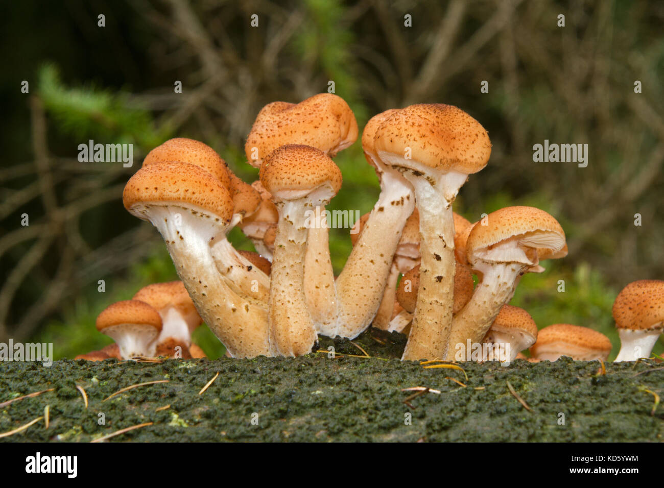 Freckled Dapperling mushrooms growing on a rotting tree stem Stock Photo