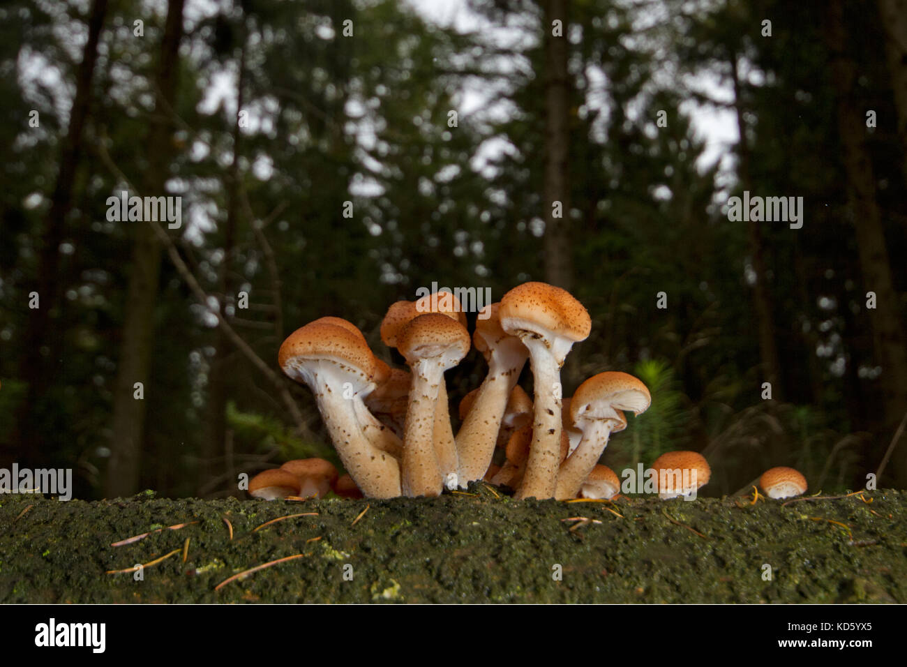 Freckled Dapperling mushrooms growing on a rotting tree stem Stock Photo