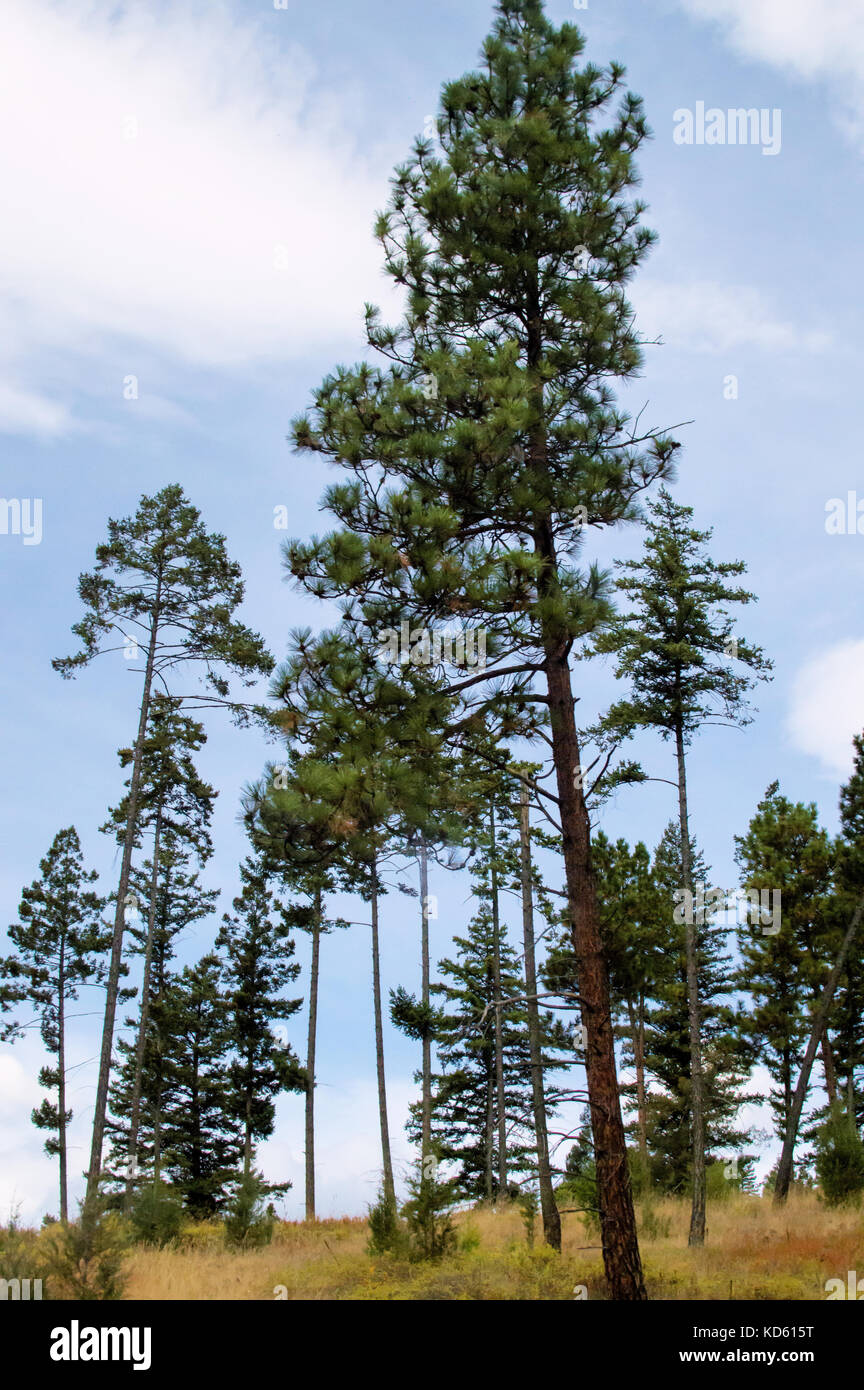 Pine tree forest on a bright blue sky in Glacier National Park Stock ...
