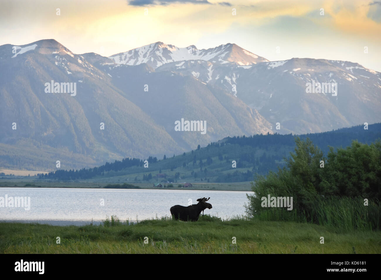 Moose at Henry's Lake in Island Park, Idaho Stock Photo Alamy