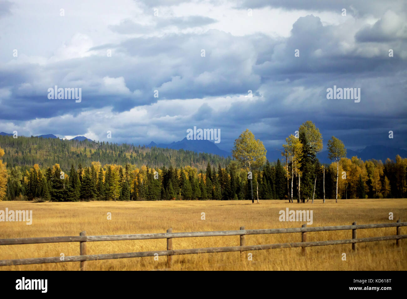 Fall trees in a meadow with a rough wood fence in Glacier National Park. Stock Photo