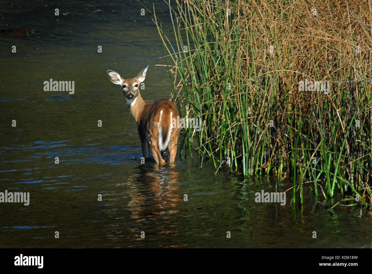 Female Whitetail Deer wading across Mission Creek near Charlo, Montana Stock Photo