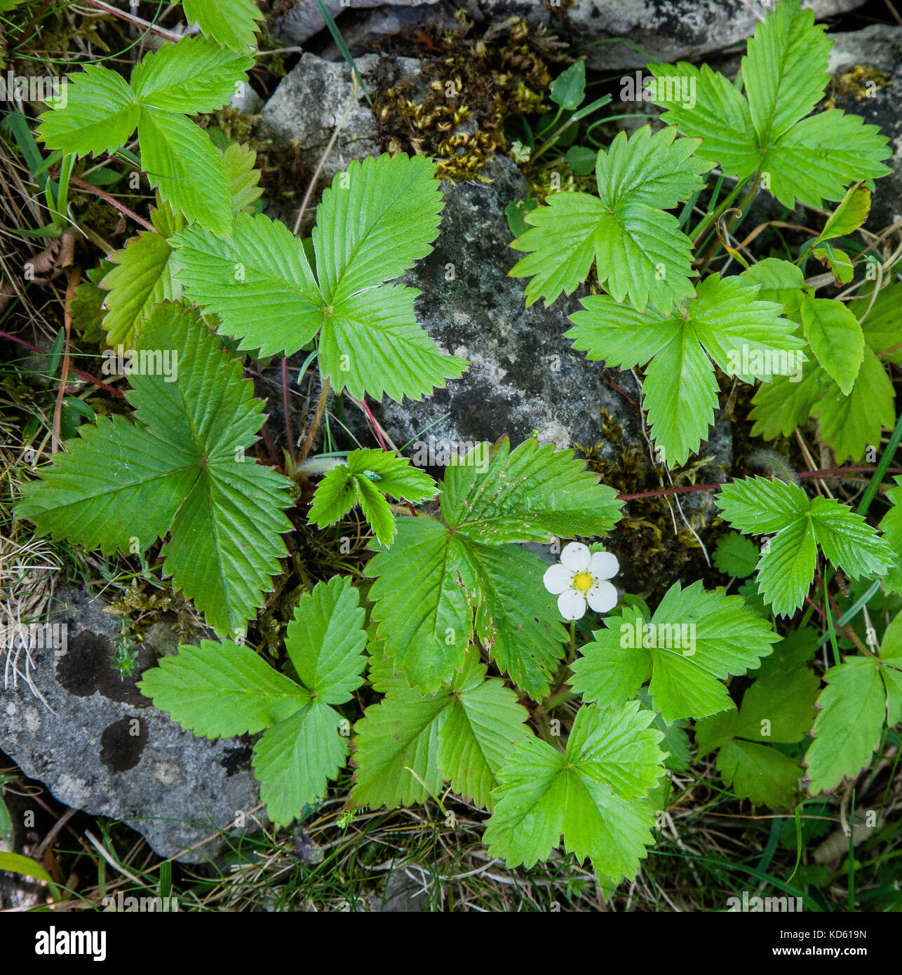 Wild strawberry Fragaria vesca leaves with a single flower Stock Photo