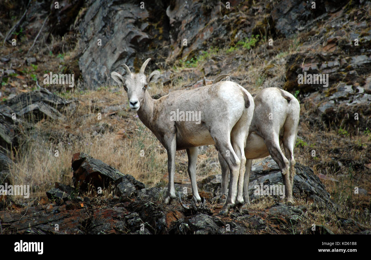 Bighorn sheep on a cliffs on mountains in Montana Stock Photo - Alamy