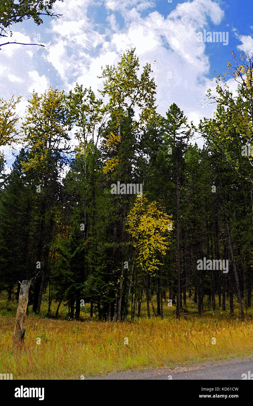 Pine tree forest on a bright blue sky in Glacier National Park Stock ...