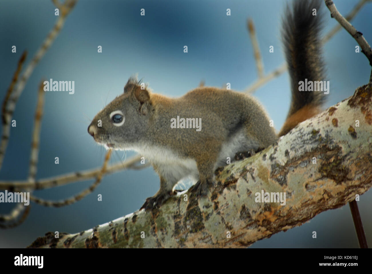 Red Squirrel in a cottonwood tree in Montana. Stock Photo