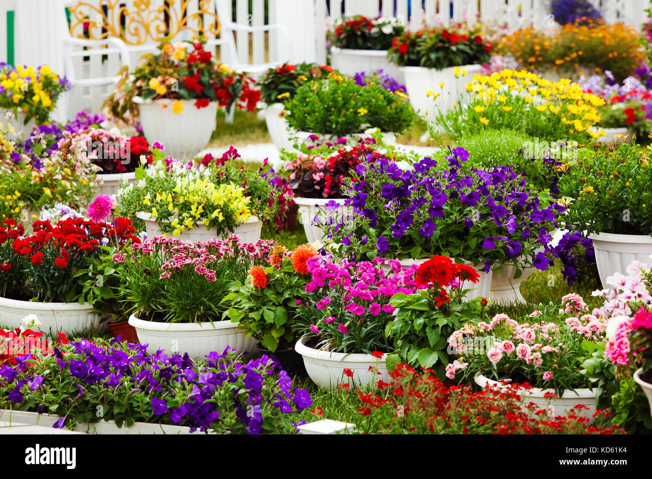 Garden flowers of different colors in pots Stock Photo Alamy