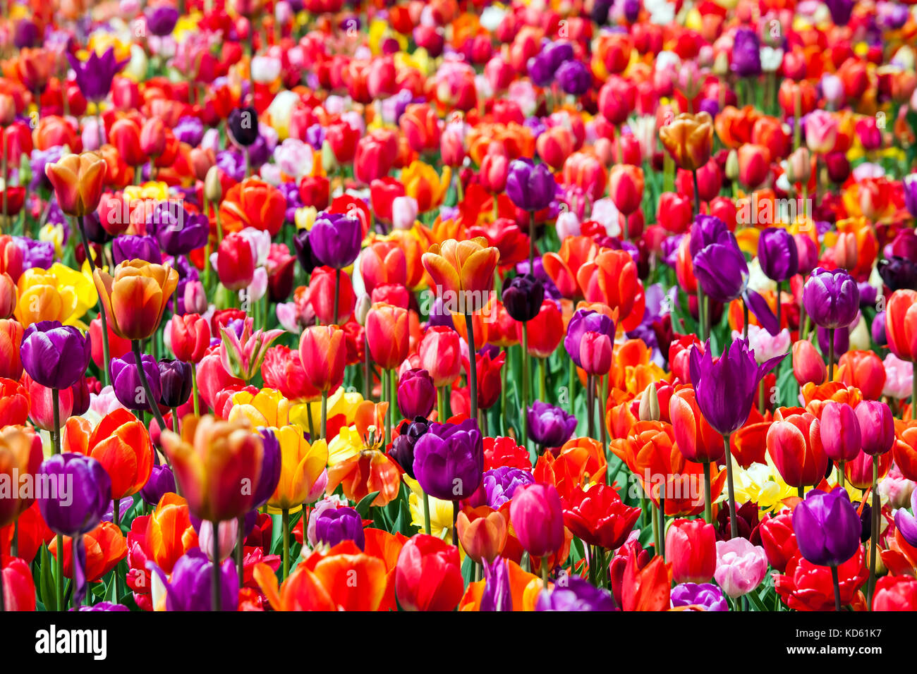 Flowers field background Stock Photo Alamy