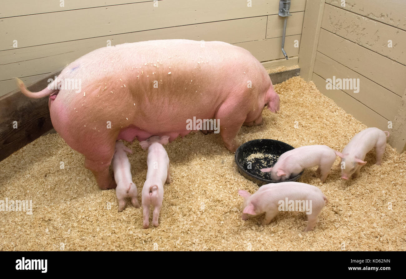 Momma Pig and her little ones at the Fryeburg Fair, Fryburg, Maine, USA Stock Photo