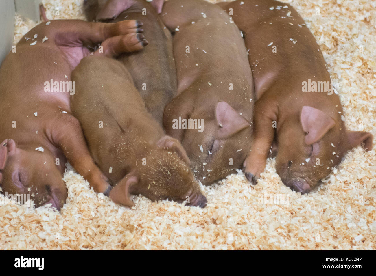 Piglets sleeping at the Fryeburg Fair, Fryburg, Maine, USA Stock Photo