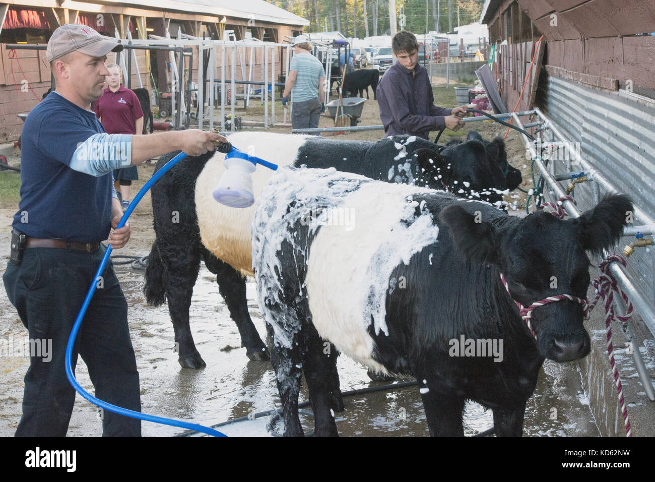 Cow bath hires stock photography and images Alamy