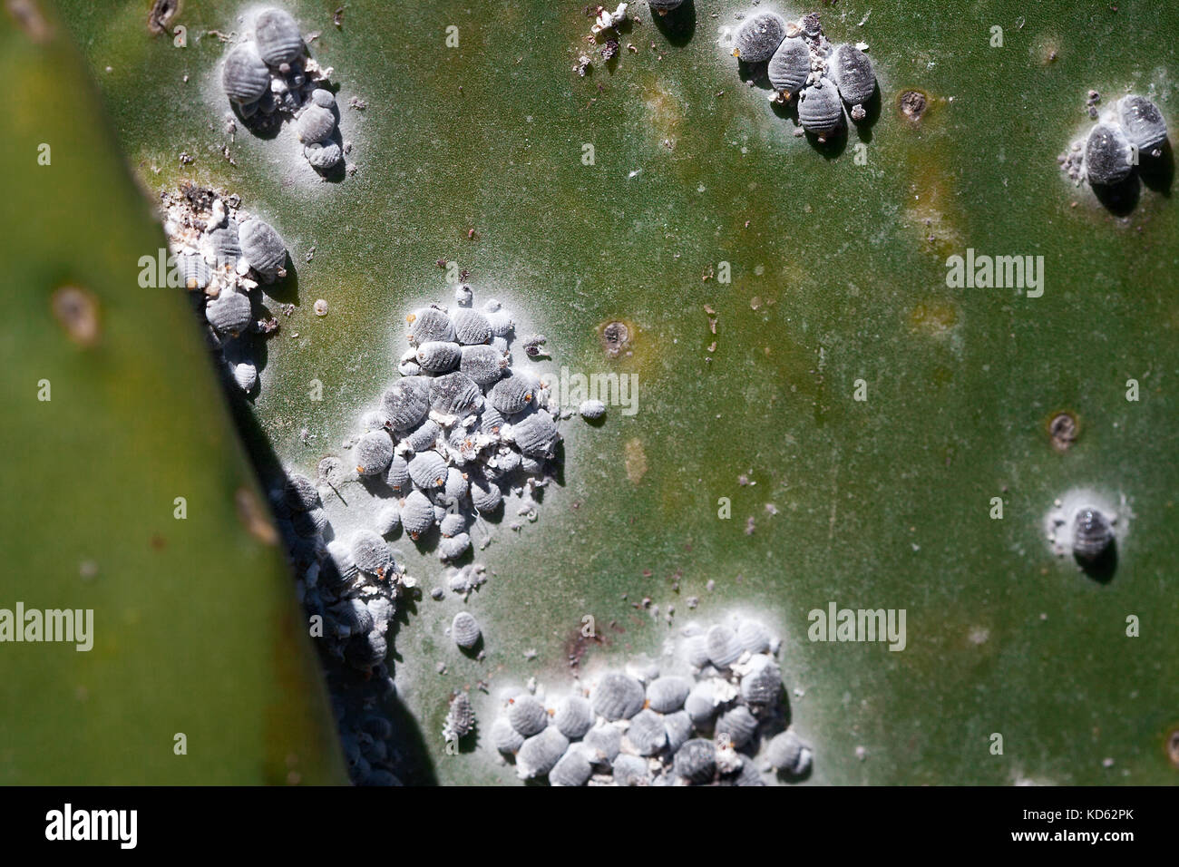 Closeup cochineal Dactylopidae insects of a cactus tree Stock Photo