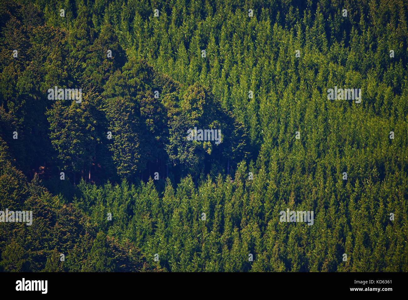 Cedar grove at Mount Yoshino, Nara Prefecture, Japan Stock Photo