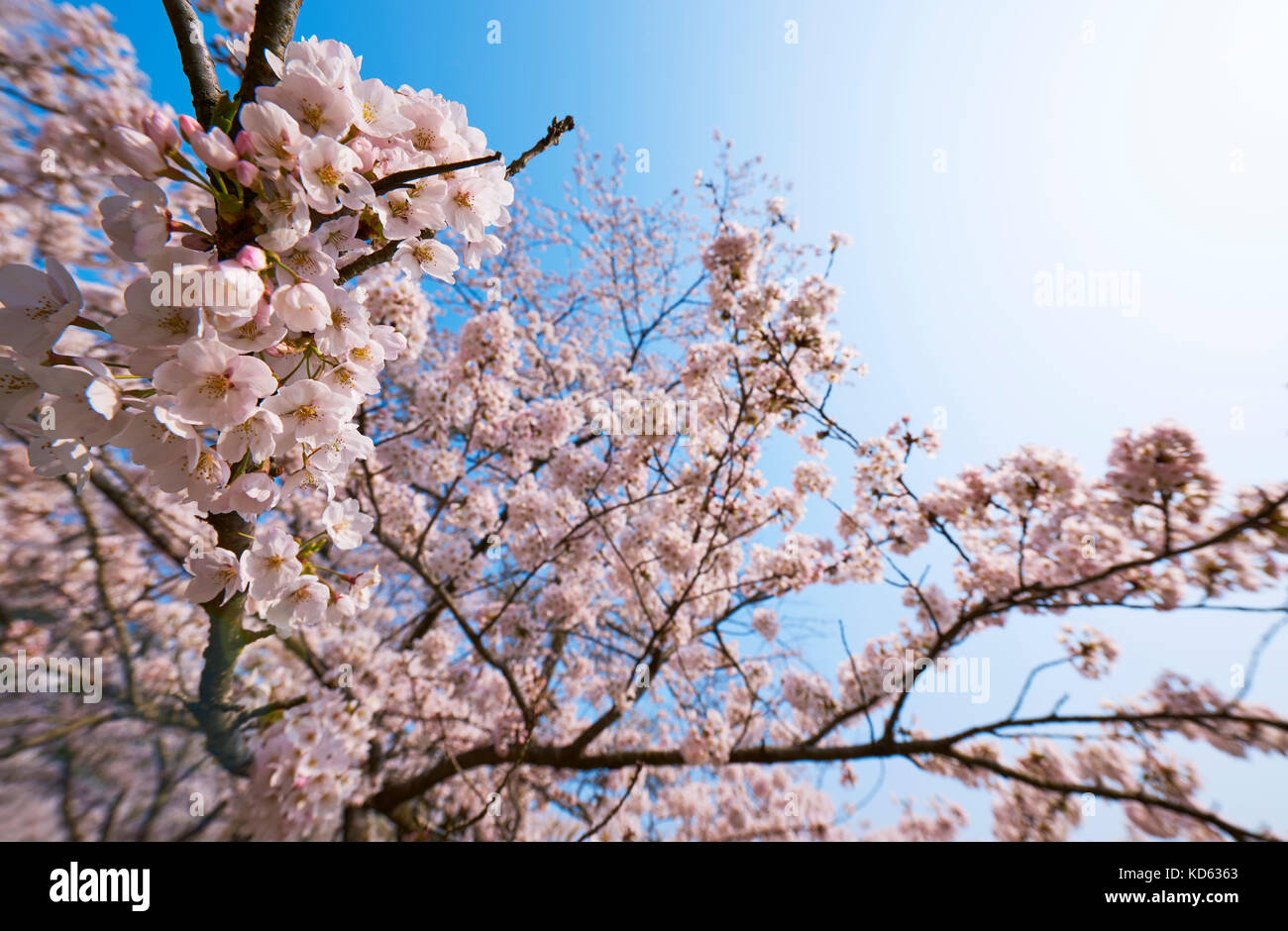 Cherry blossoms in full bloom and blue sky Stock Photo - Alamy