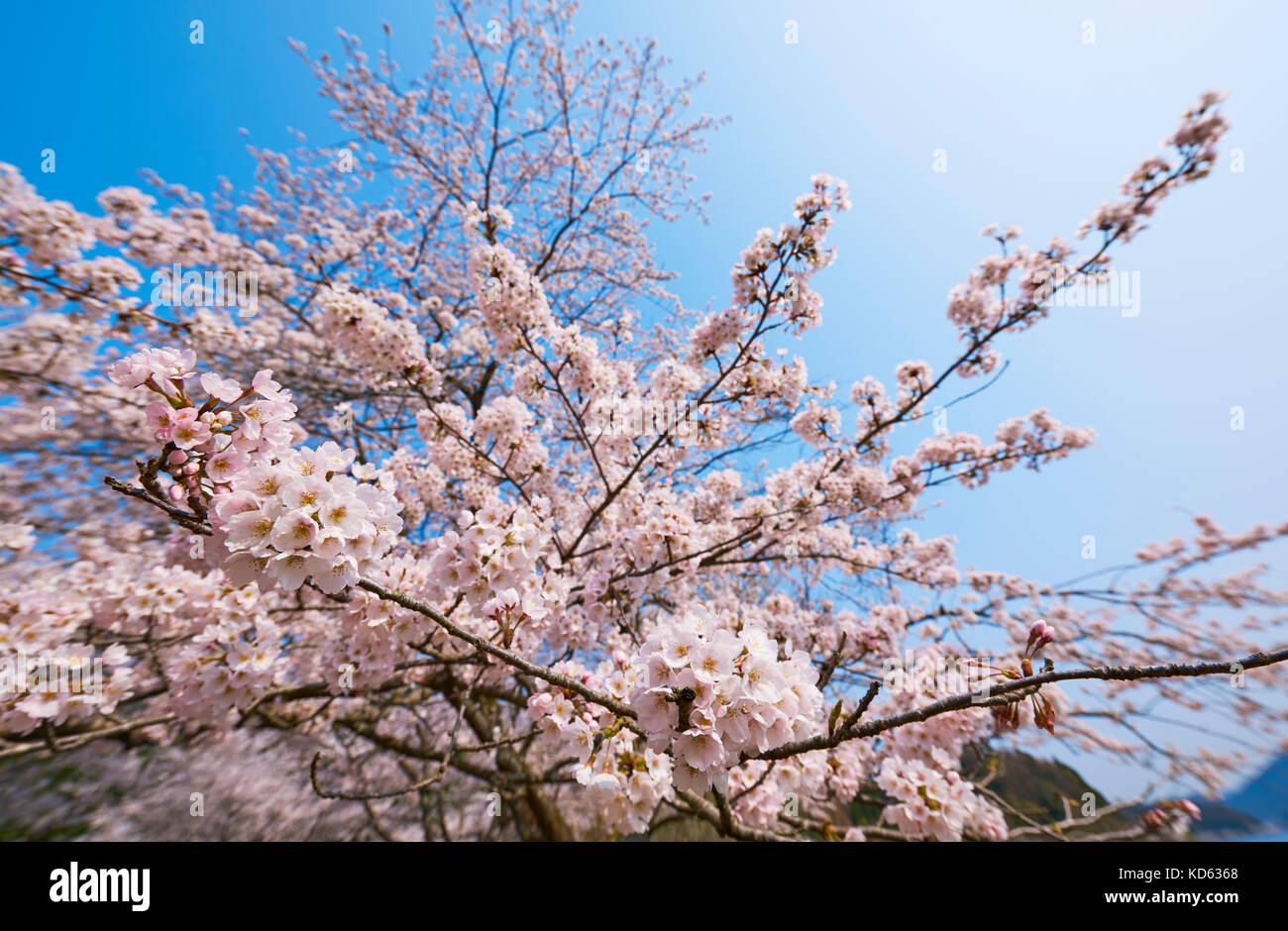 Cherry blossoms in full bloom and blue sky Stock Photo - Alamy