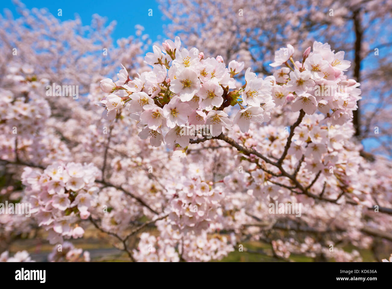 Cherry blossoms in full bloom Stock Photo - Alamy