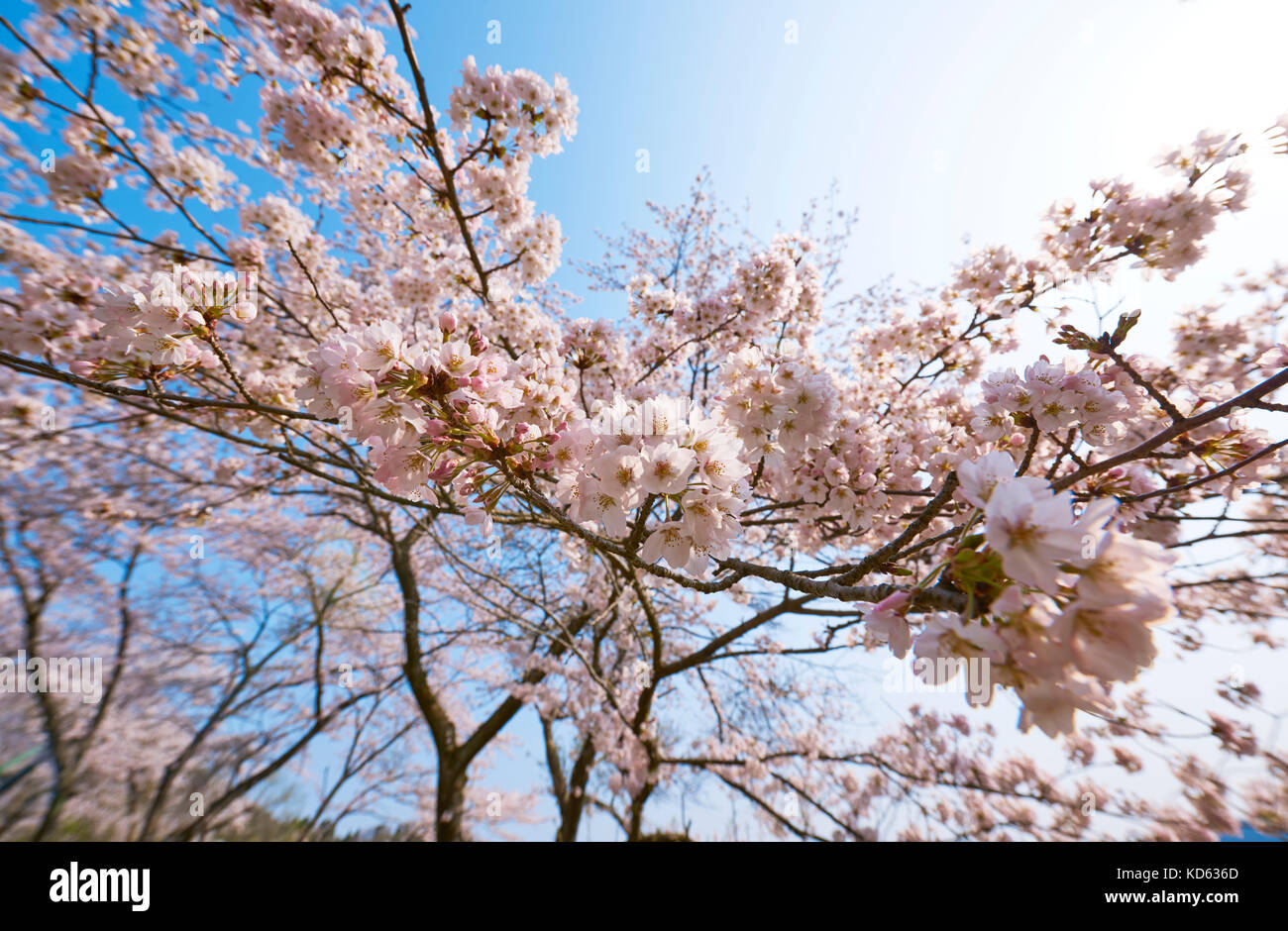 Cherry blossoms in full bloom and blue sky Stock Photo - Alamy