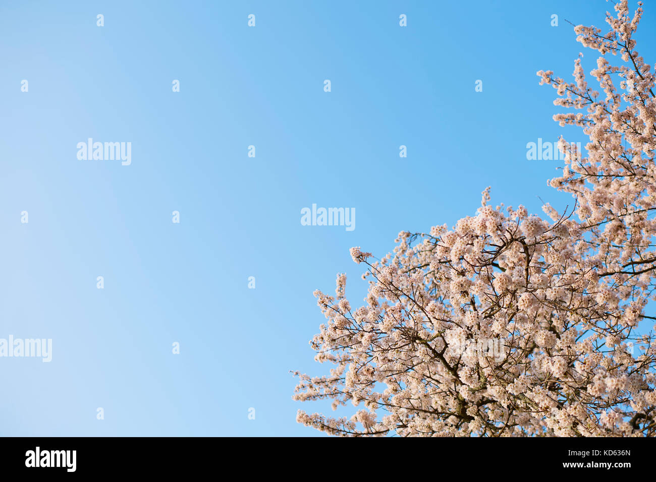 Cherry blossoms in full bloom and blue sky Stock Photo - Alamy