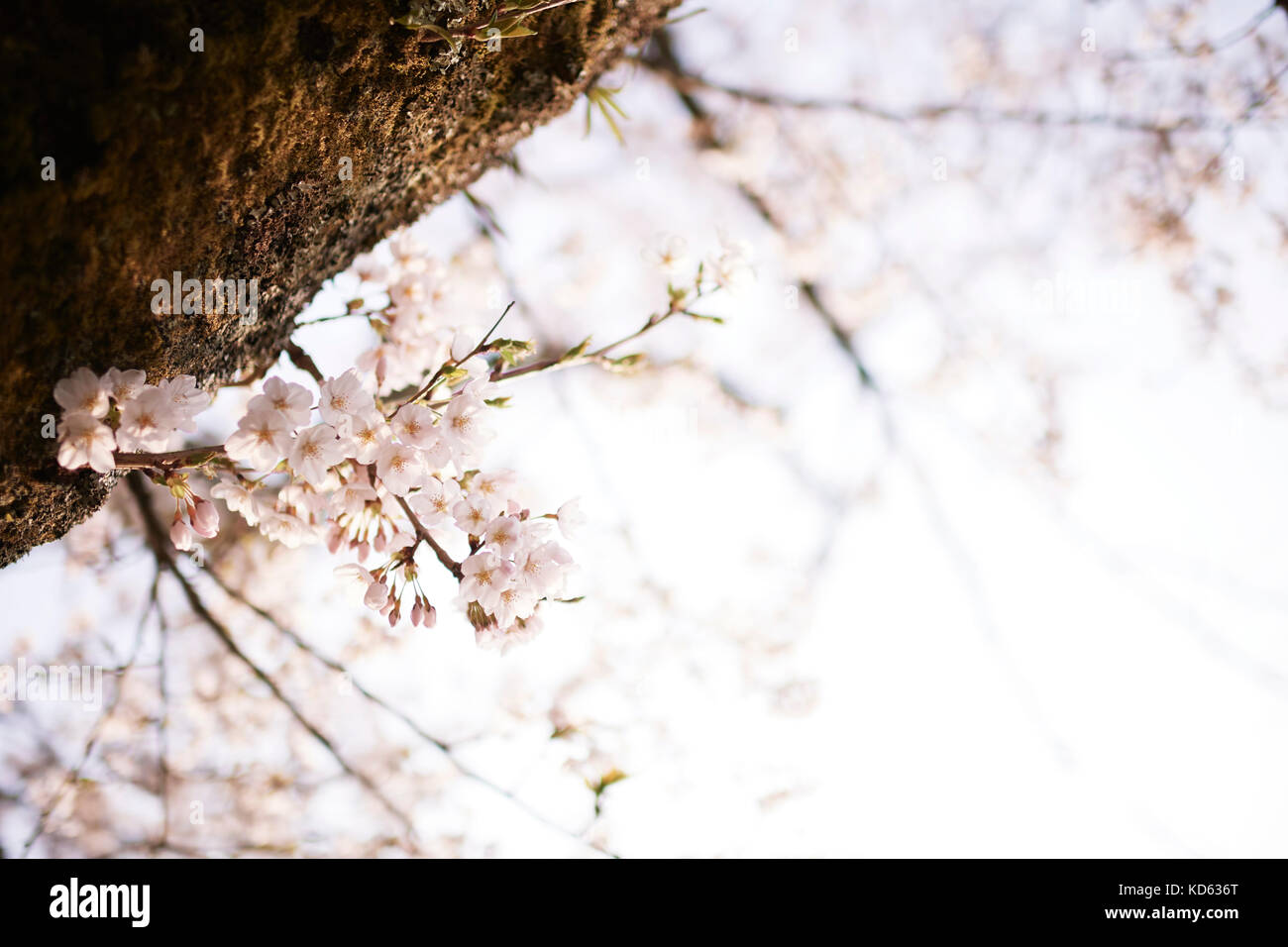 Cherry blossoms in full bloom Stock Photo - Alamy