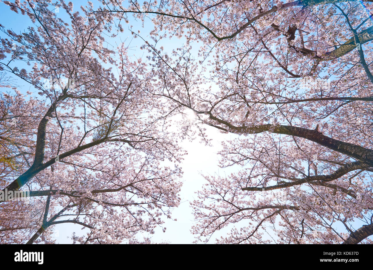 Cherry blossoms in full bloom and blue sky Stock Photo - Alamy