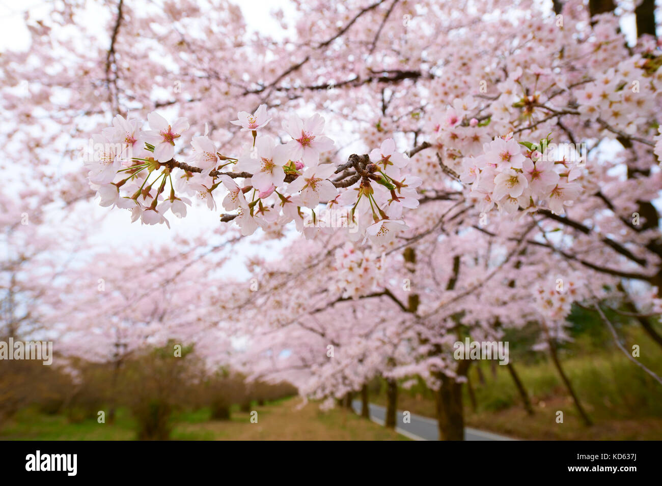 Cherry blossoms in full bloom Stock Photo - Alamy