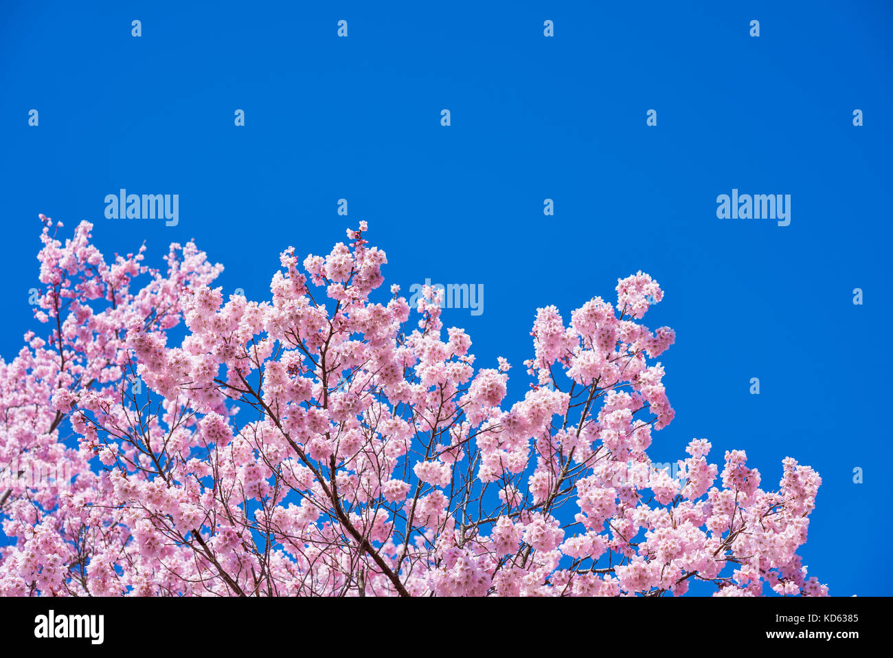 Cherry blossoms in full bloom and blue sky Stock Photo - Alamy