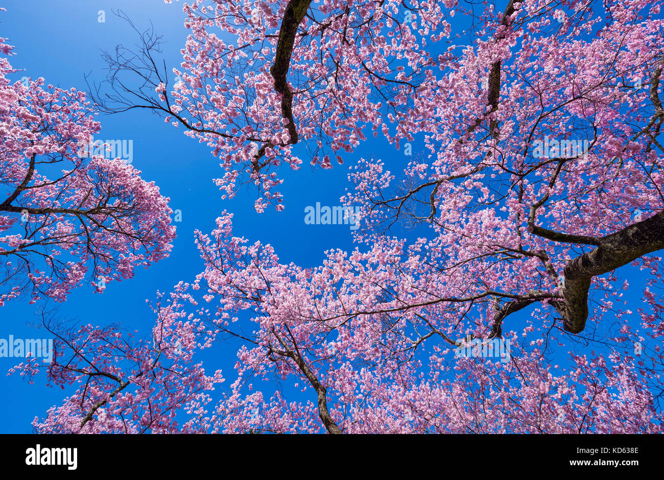 Cherry blossoms in full bloom and blue sky Stock Photo - Alamy