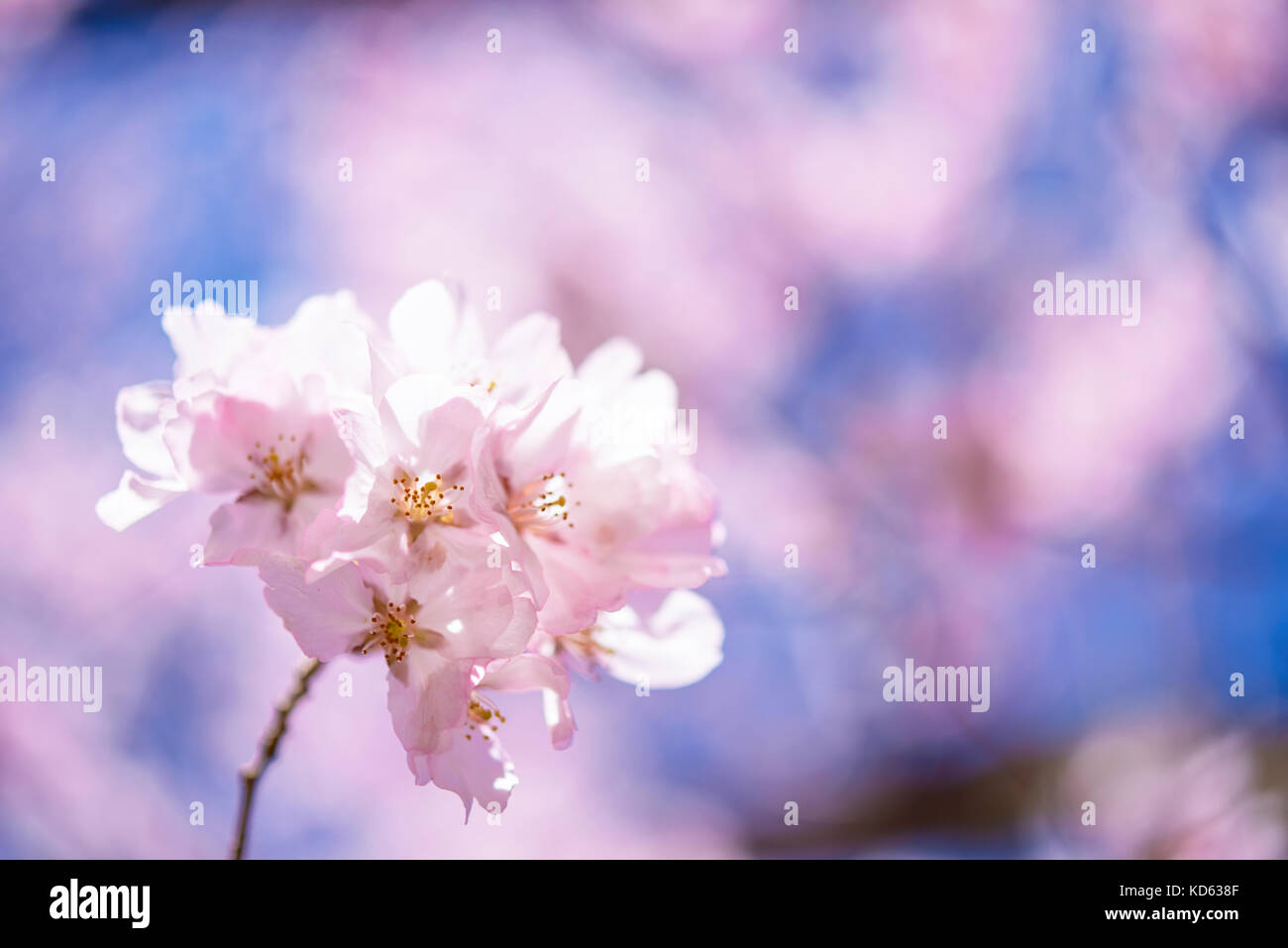 Cherry blossoms in full bloom Stock Photo - Alamy