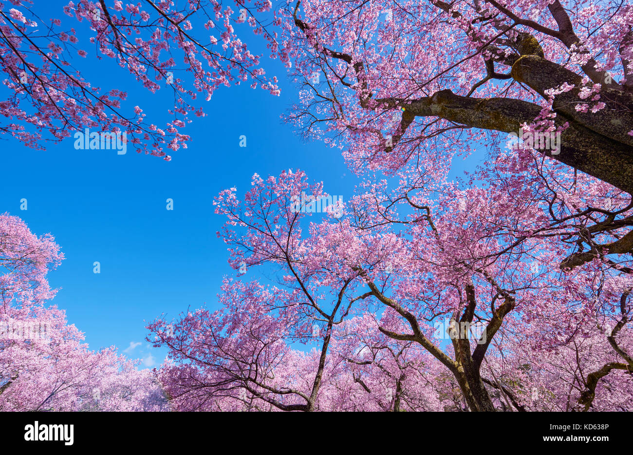 Cherry blossoms in full bloom and blue sky Stock Photo - Alamy