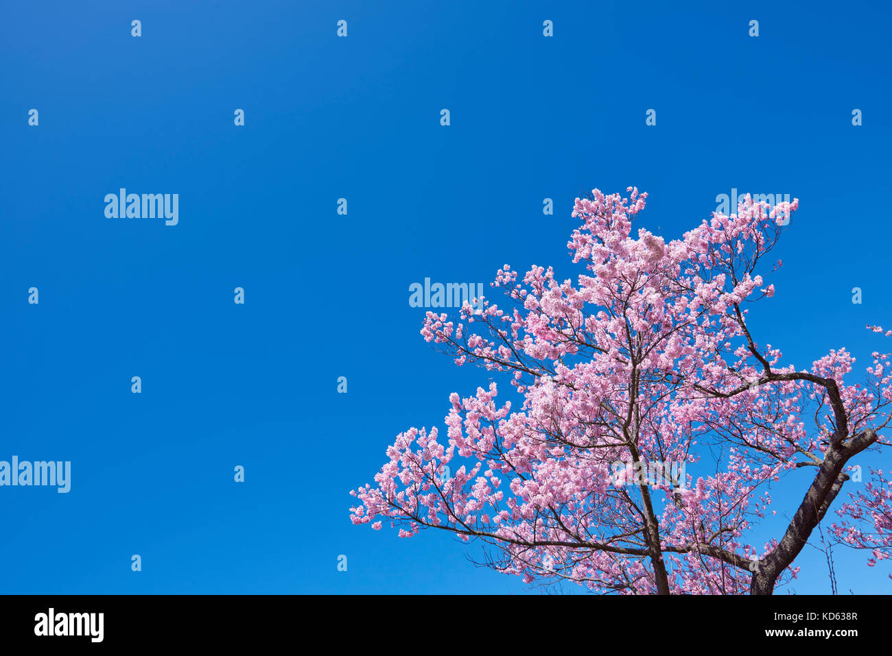 Cherry blossoms in full bloom and blue sky Stock Photo - Alamy