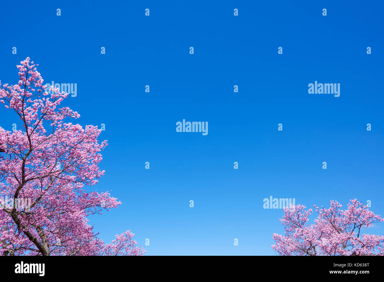 Cherry blossoms in full bloom and blue sky Stock Photo - Alamy