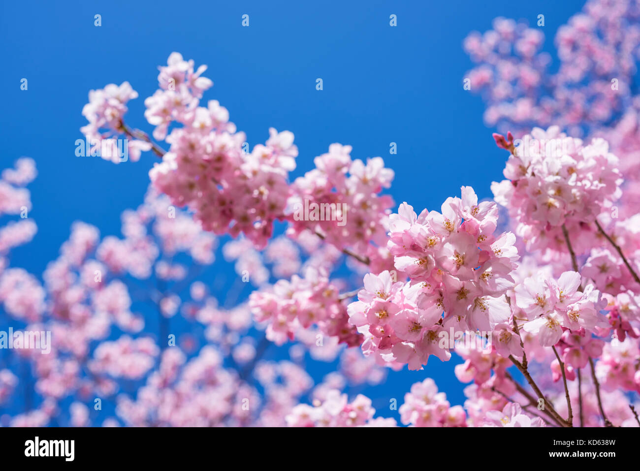 Cherry blossoms in full bloom and blue sky Stock Photo - Alamy