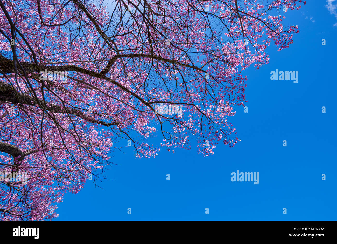 Cherry blossoms in full bloom and blue sky Stock Photo - Alamy