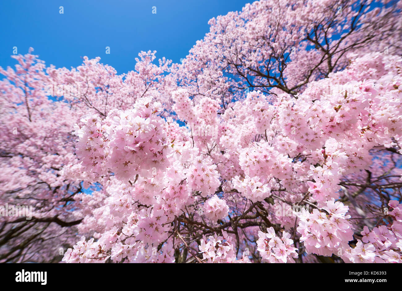 Cherry blossoms in full bloom and blue sky Stock Photo - Alamy