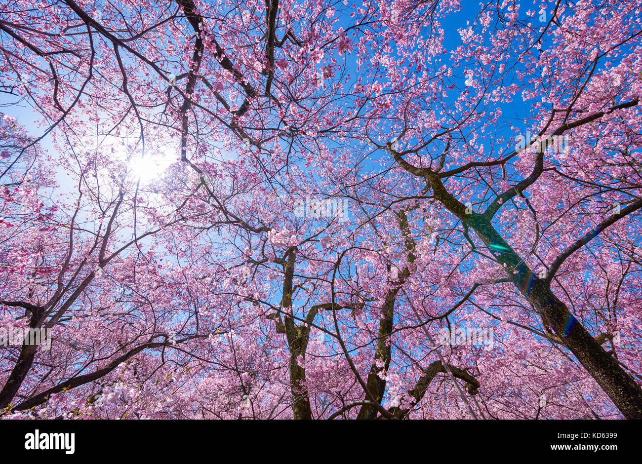 Cherry blossoms in full bloom and blue sky Stock Photo - Alamy