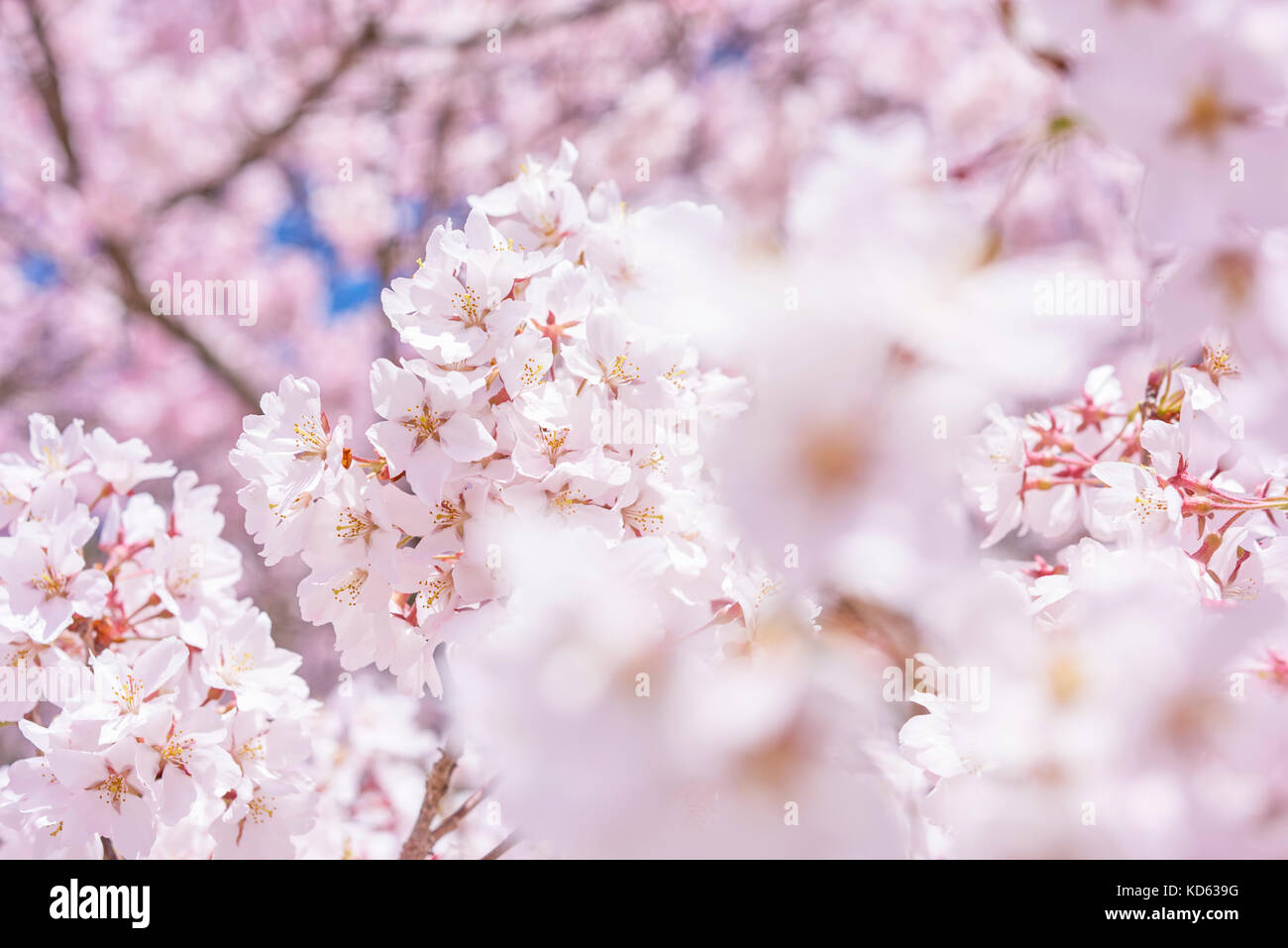 Cherry blossoms in full bloom Stock Photo - Alamy