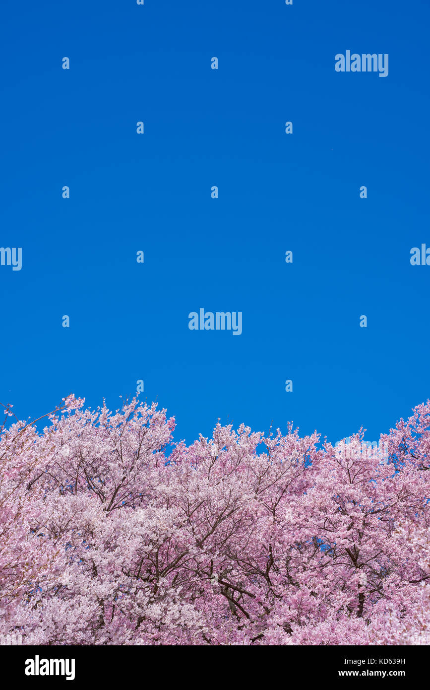 Cherry blossoms in full bloom and blue sky Stock Photo - Alamy