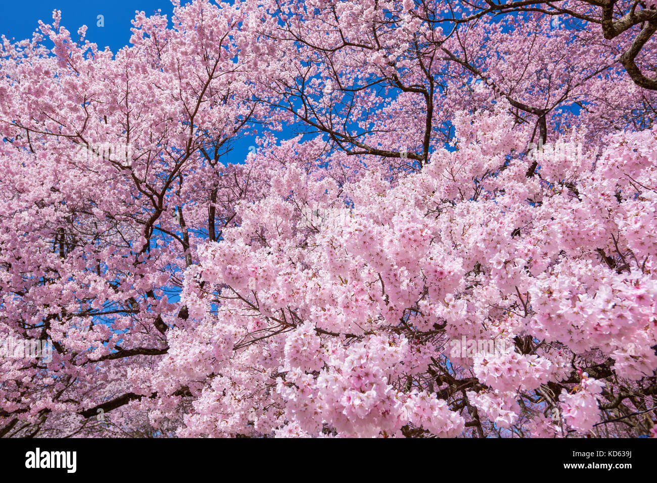 Cherry blossoms in full bloom Stock Photo Alamy