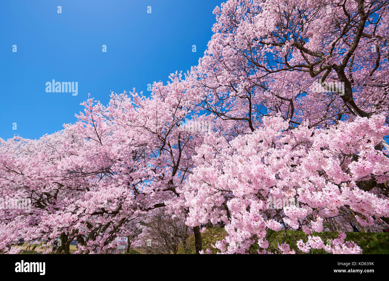 Cherry blossoms in full bloom and blue sky Stock Photo - Alamy