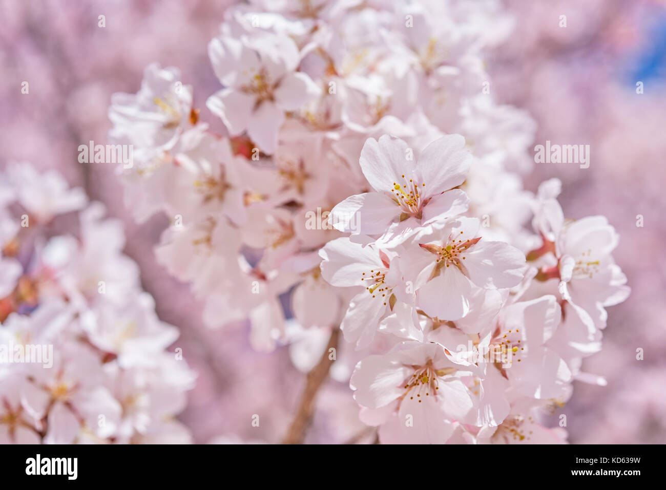 Cherry blossoms in full bloom Stock Photo - Alamy