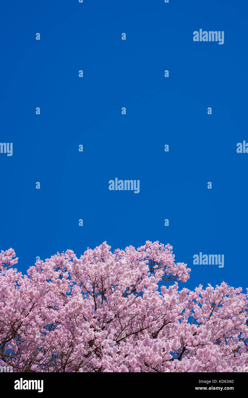 Cherry blossoms in full bloom and blue sky Stock Photo - Alamy