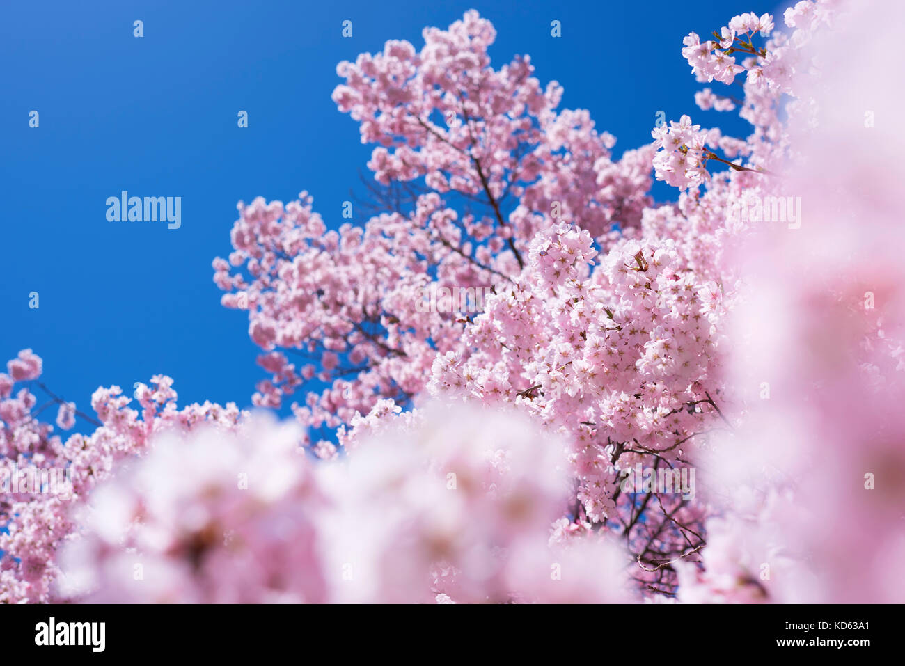 Cherry blossoms in full bloom and blue sky Stock Photo - Alamy