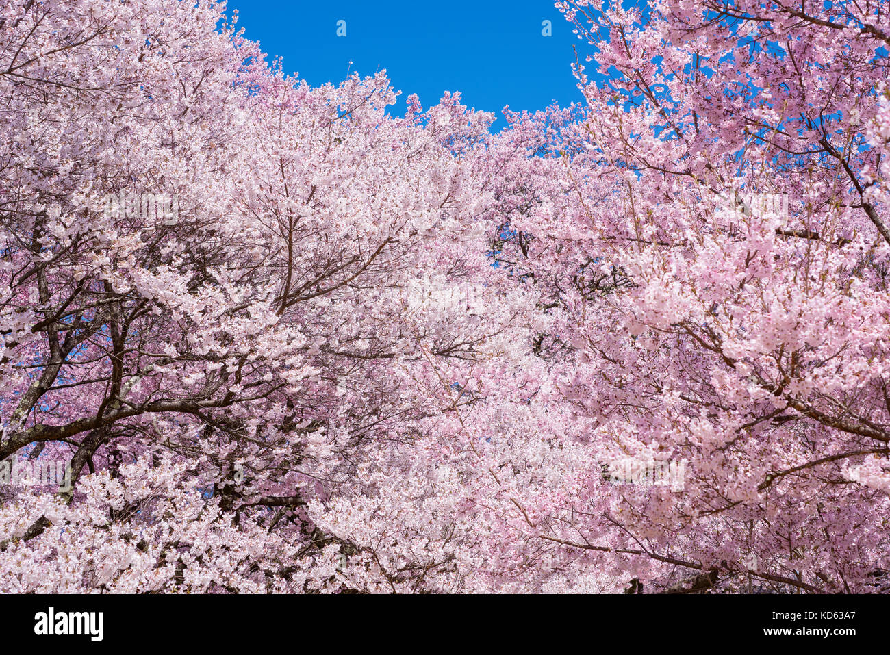 Cherry blossoms in full bloom and blue sky Stock Photo - Alamy