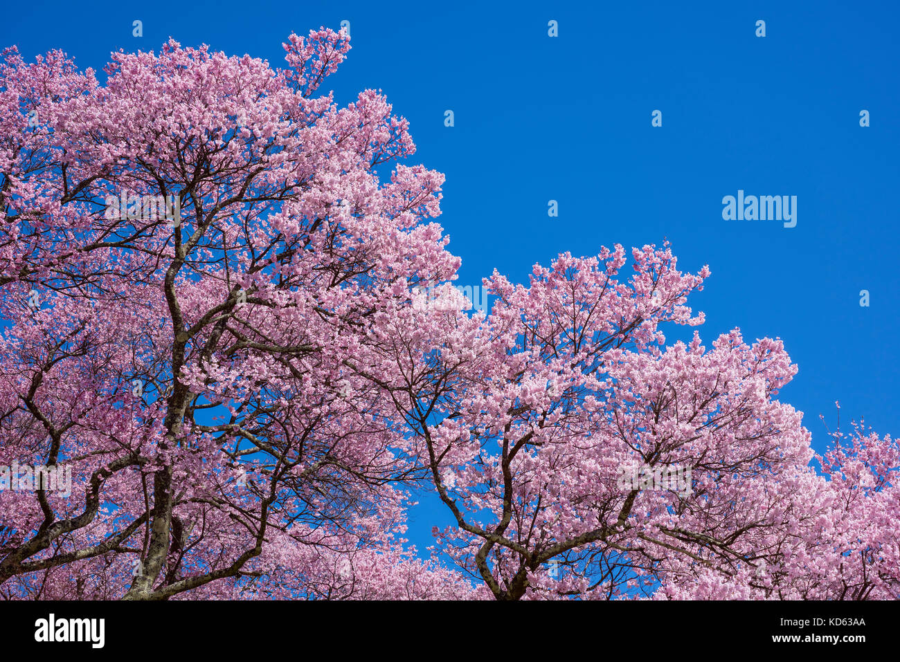 Cherry blossoms in full bloom and blue sky Stock Photo - Alamy