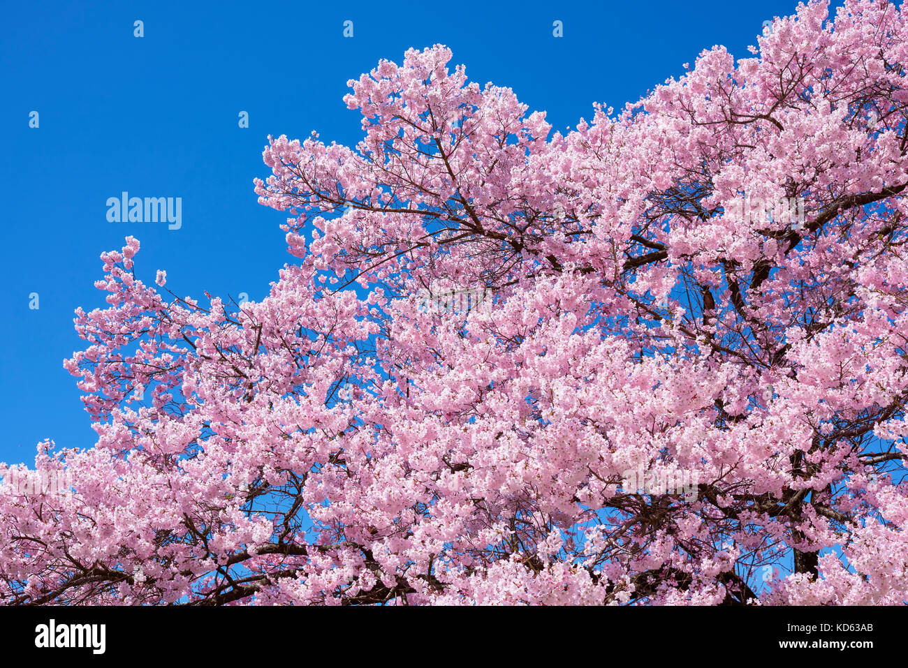 Cherry blossoms in full bloom and blue sky Stock Photo - Alamy