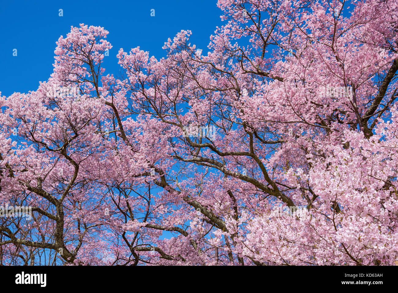 Cherry blossoms in full bloom and blue sky Stock Photo - Alamy