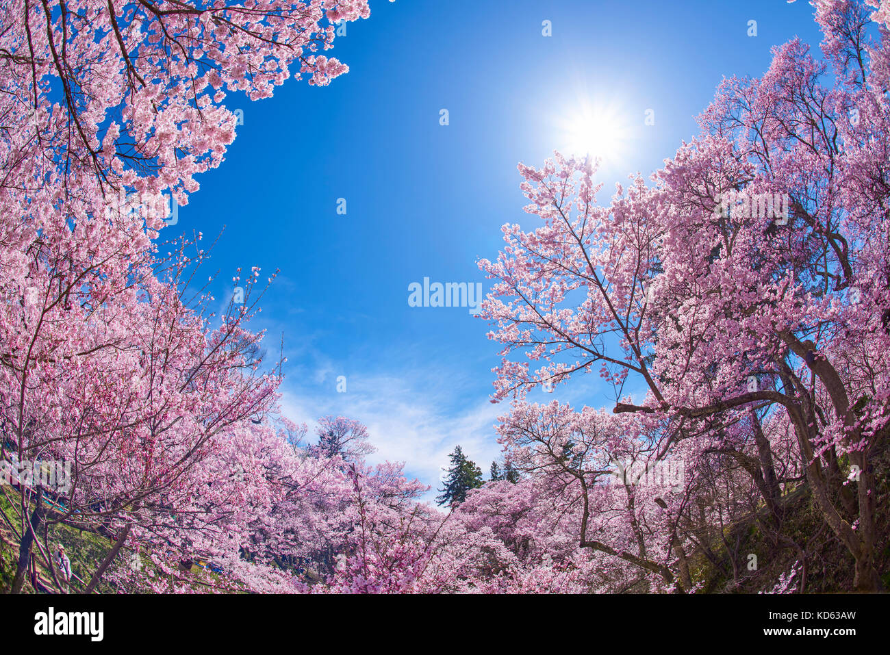 Cherry blossoms in full bloom and blue sky Stock Photo - Alamy
