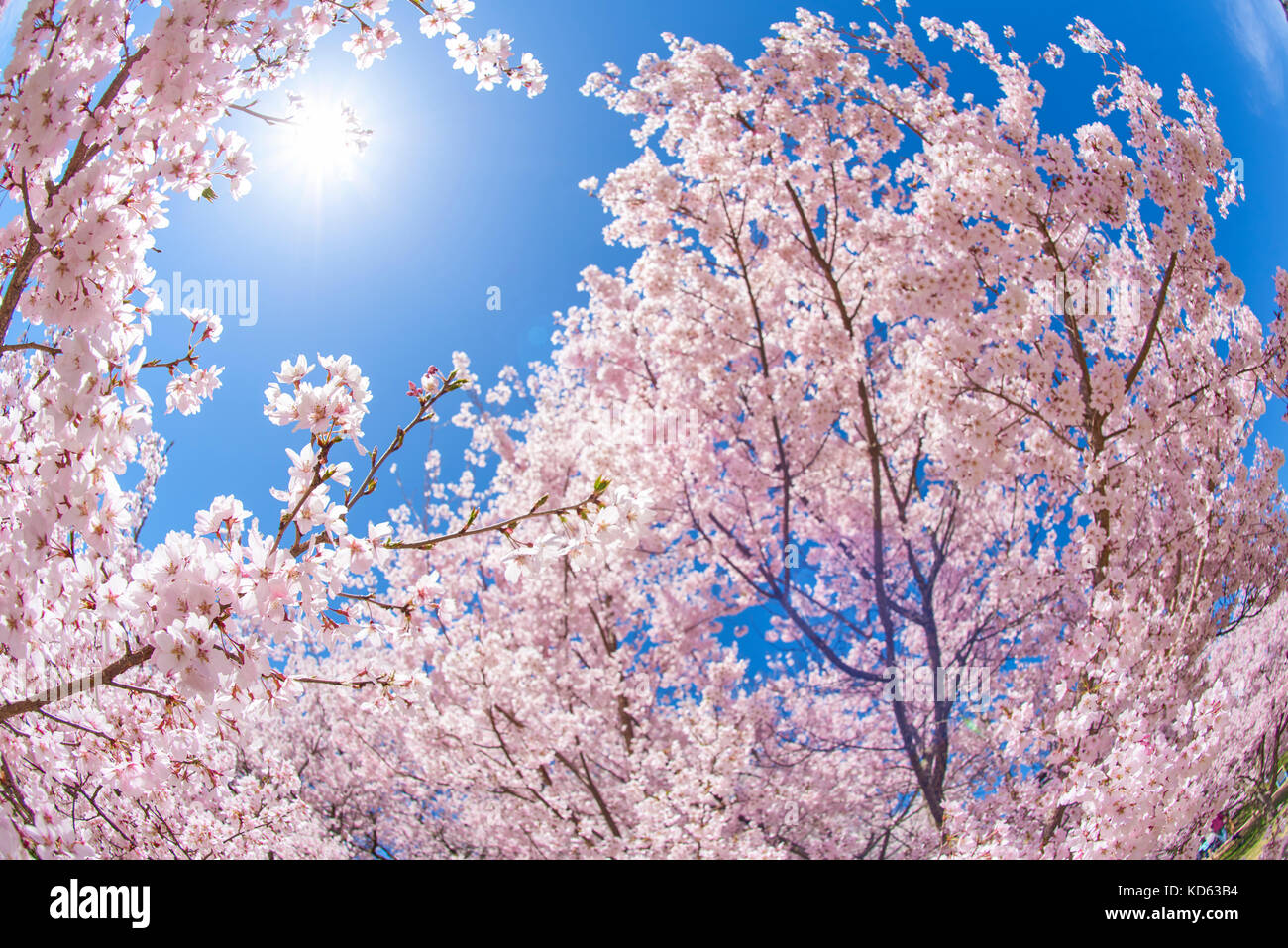 Cherry blossoms in full bloom and blue sky Stock Photo - Alamy